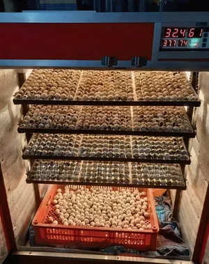 Incubator for Sale