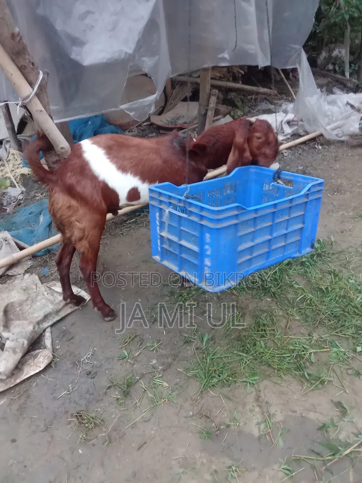 Assalamu Alaikum, I want to sell two goat kids