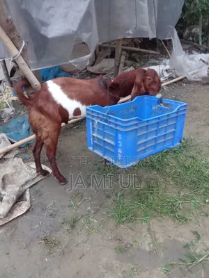 Assalamu Alaikum, I want to sell two goat kids