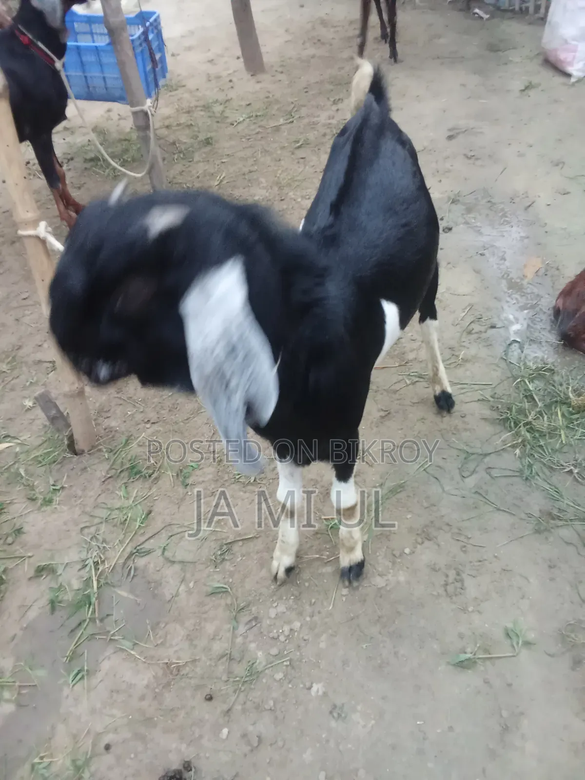 Assalamu Alaikum, I want to sell two goat kids