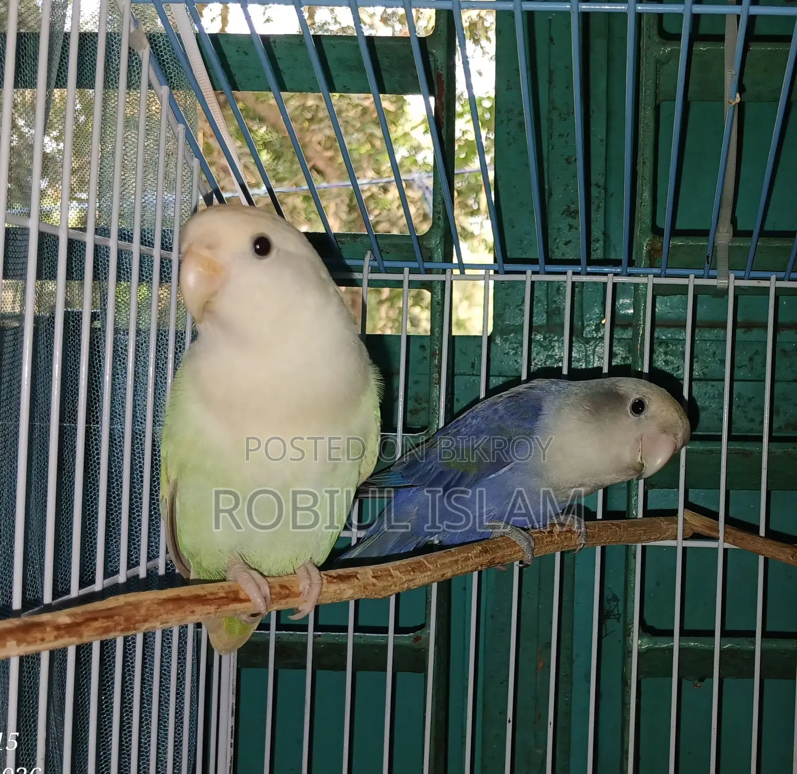 Love Bird Male Female