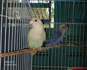 Love Bird Male Female