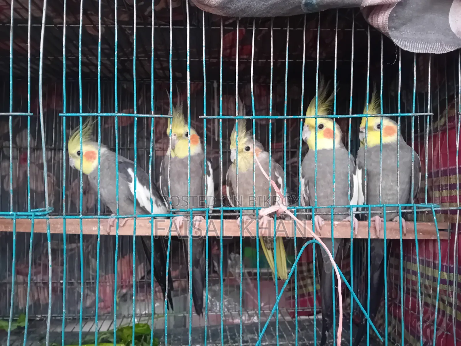 Cockatiel Sale