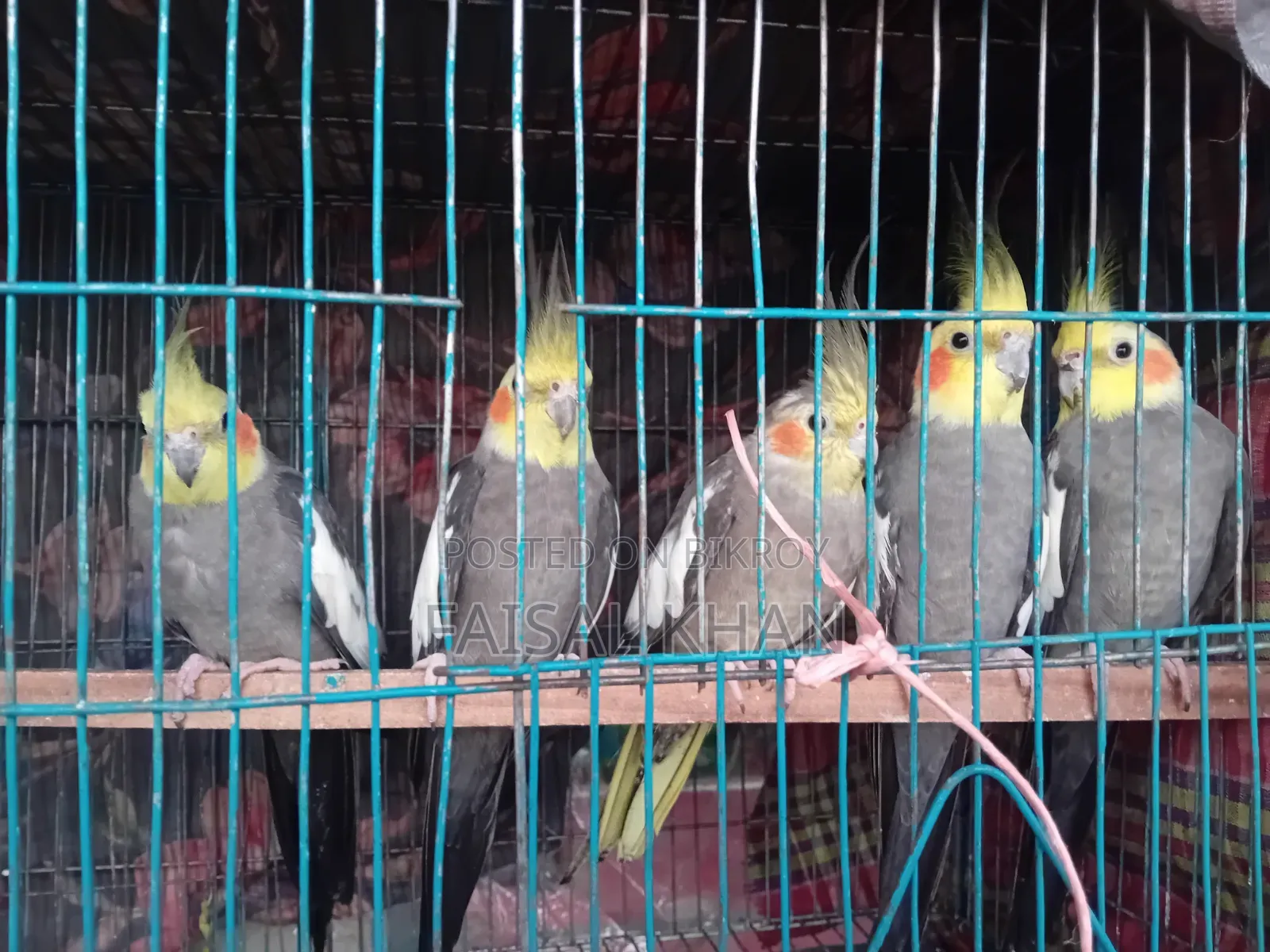 Cockatiel Sale