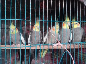 Cockatiel Sale