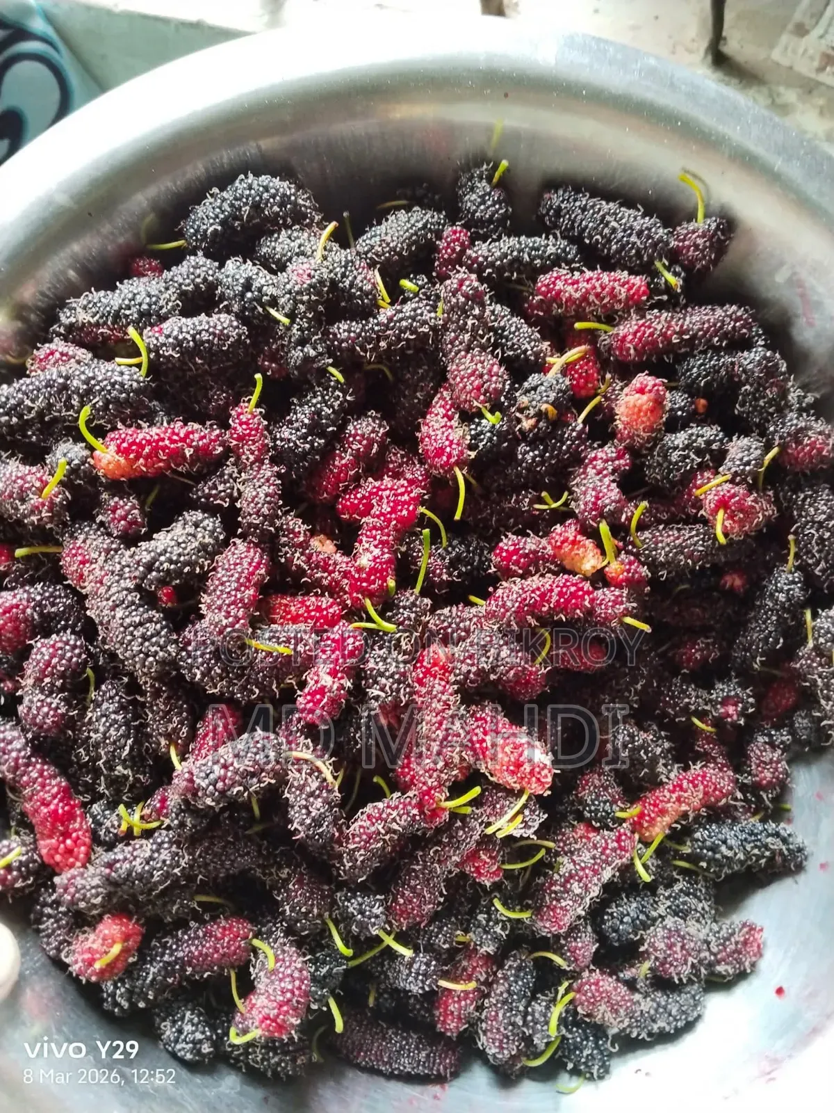 মালবেরি গাছ
