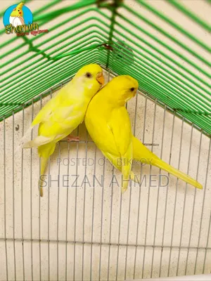 একজোড়া লুটিনো বাজরিগার রানিং পেয়ার