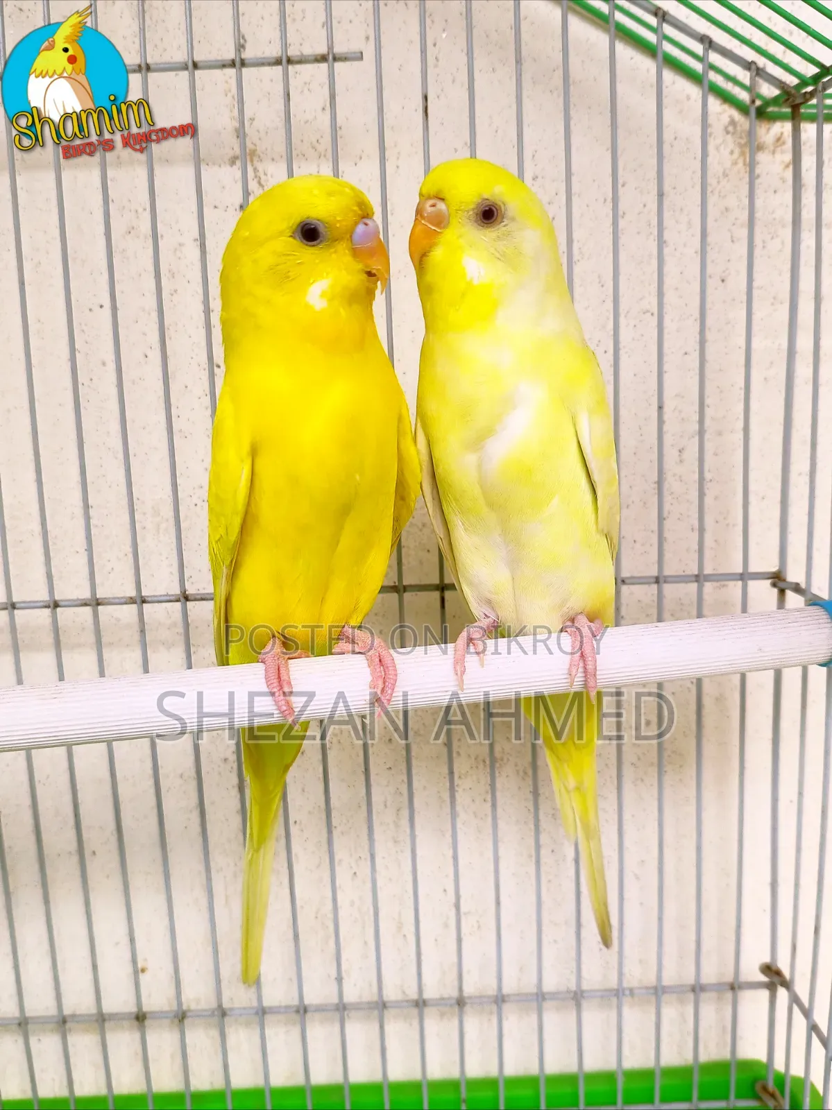 একজোড়া লুটিনো বাজরিগার রানিং পেয়ার