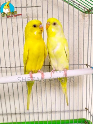 একজোড়া লুটিনো বাজরিগার রানিং পেয়ার