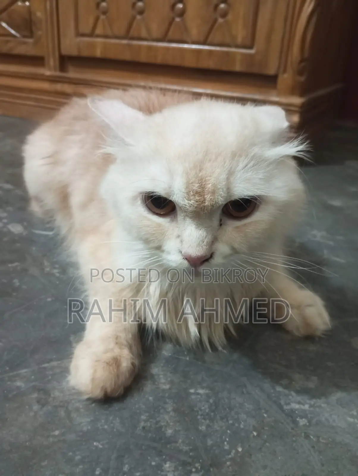6-12 Months Female Purebred Persian