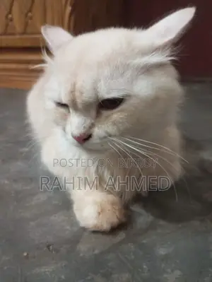6-12 Months Female Purebred Persian