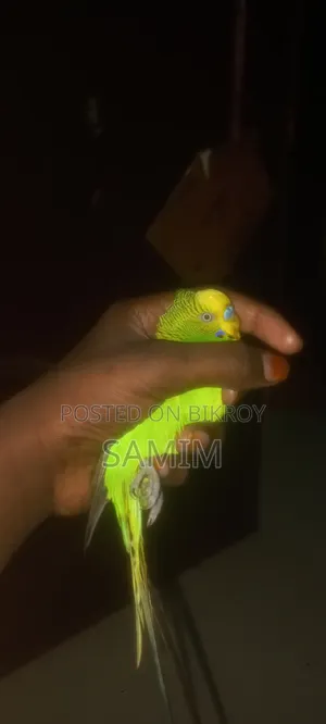 একজোড়া এডাল্ট বাজার পাখি