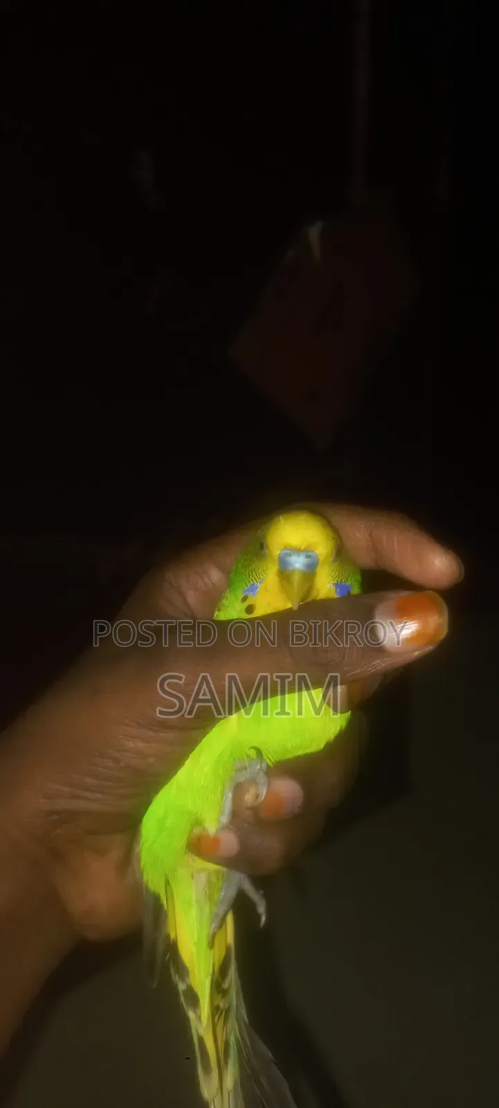 একজোড়া এডাল্ট বাজার পাখি