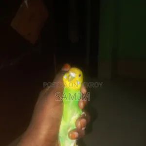 একজোড়া এডাল্ট বাজার পাখি
