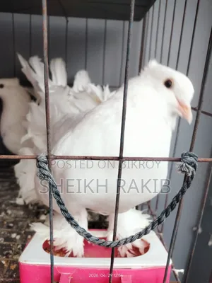 White Lakka Pigeons for Sale (Full Feathered Feet)