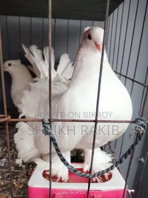 White Lakka Pigeons for Sale (Full Feathered Feet)