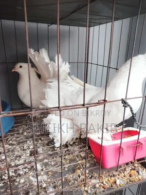 White Lakka Pigeons for Sale (Full Feathered Feet)