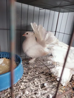 White Lakka Pigeons for Sale (Full Feathered Feet)
