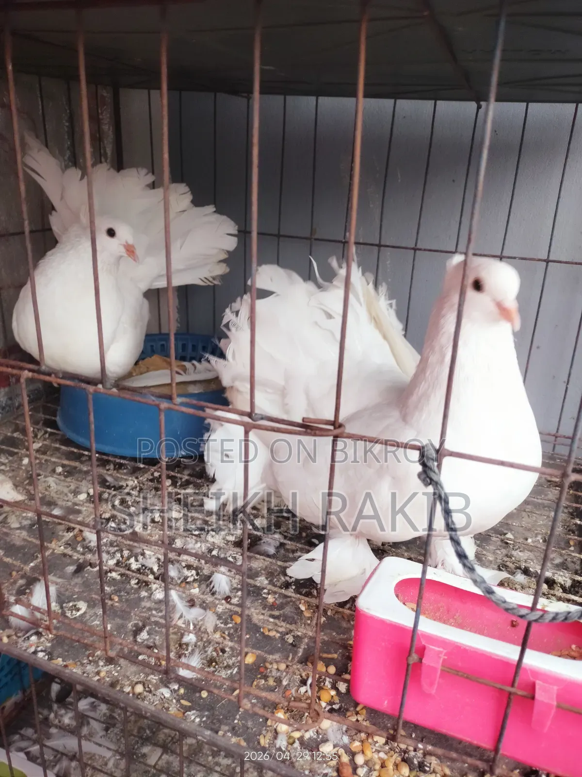 White Lakka Pigeons for Sale (Full Feathered Feet)