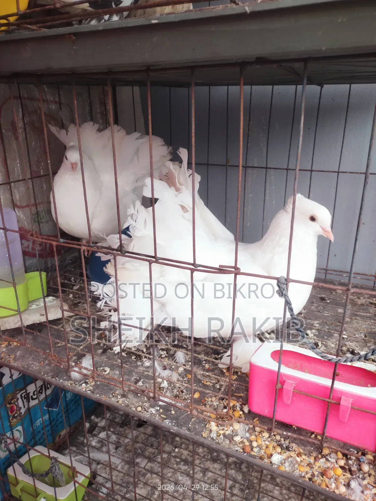 White Lakka Pigeons for Sale (Full Feathered Feet)