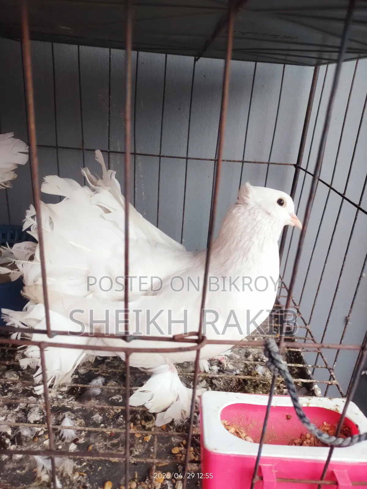 White Lakka Pigeons for Sale (Full Feathered Feet)