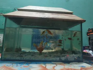 একুরিয়াম,মাছ এবং অক্সিজেন সহ