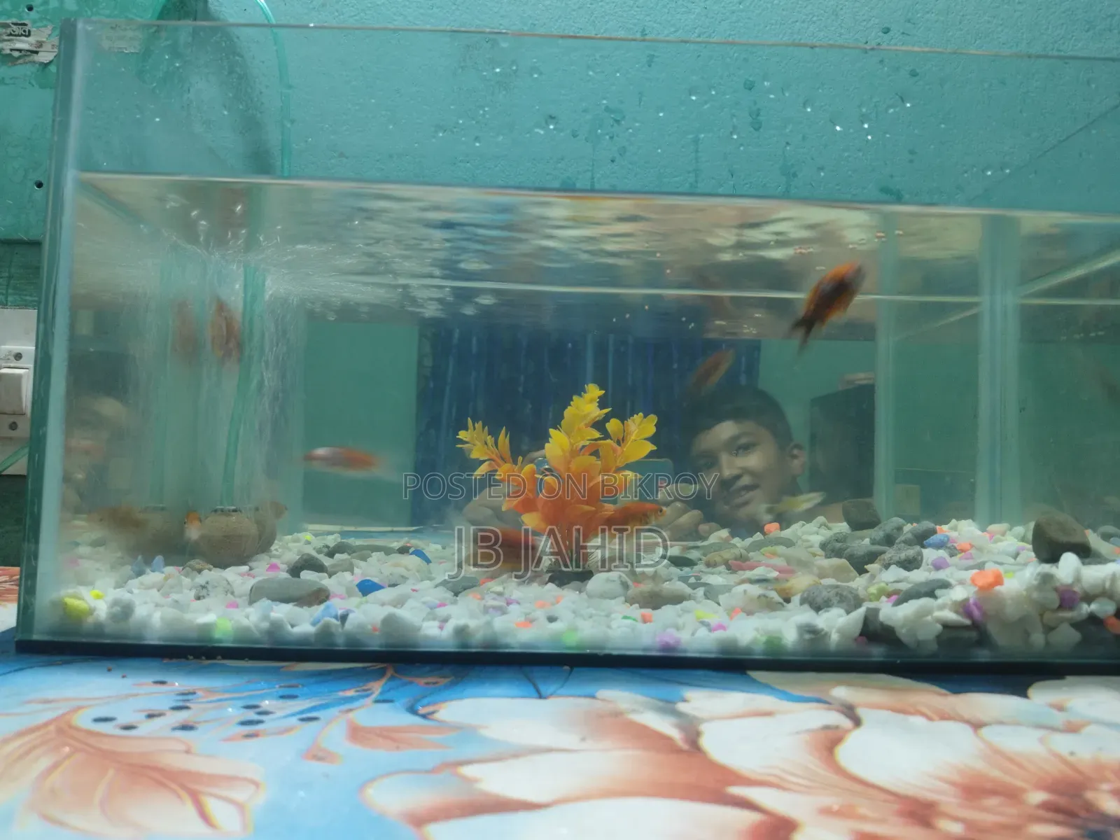 একুরিয়াম,মাছ এবং অক্সিজেন সহ