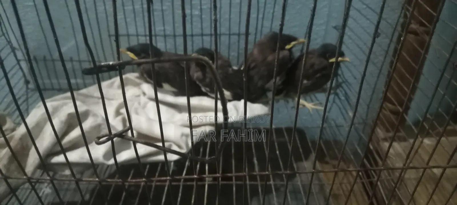 পাকি টা অনেক অনেক সুদর লাগে জে দেকবে সেই ফারগ হয় জাবে