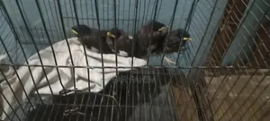 পাকি টা অনেক অনেক সুদর লাগে জে দেকবে সেই ফারগ হয় জাবে