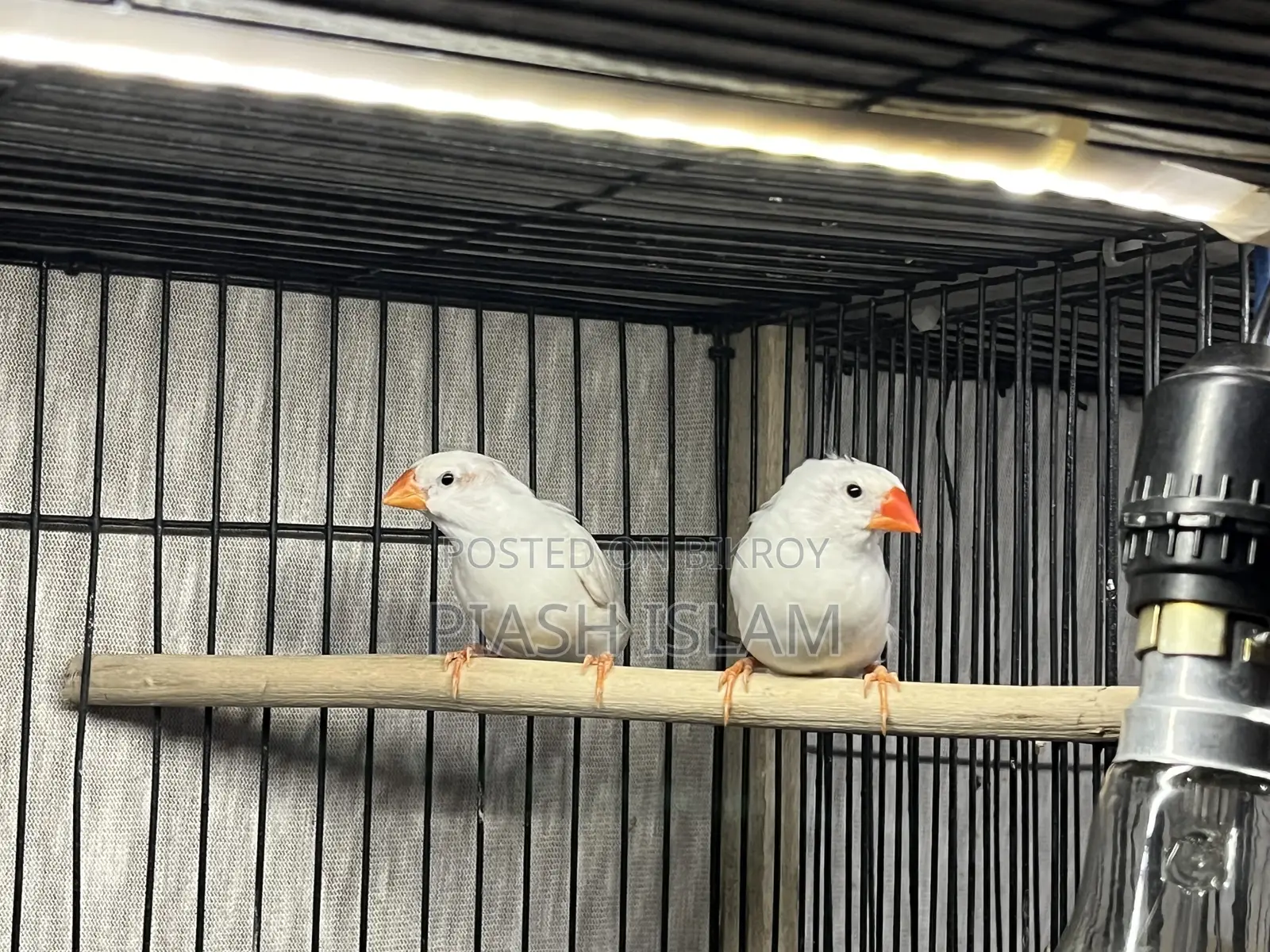 Zebra Finch