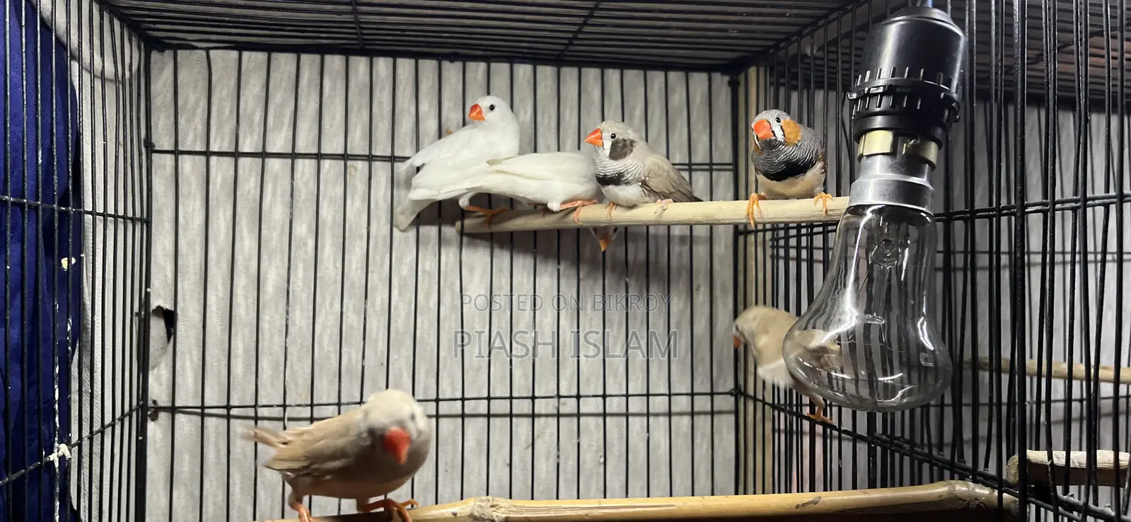 Zebra Finch