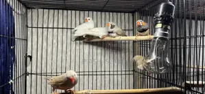 Zebra Finch