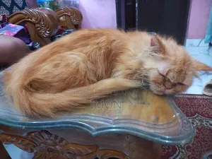৬-১২ মাস বয়সী নারী পিওর ব্রেড পার্সিয়ান