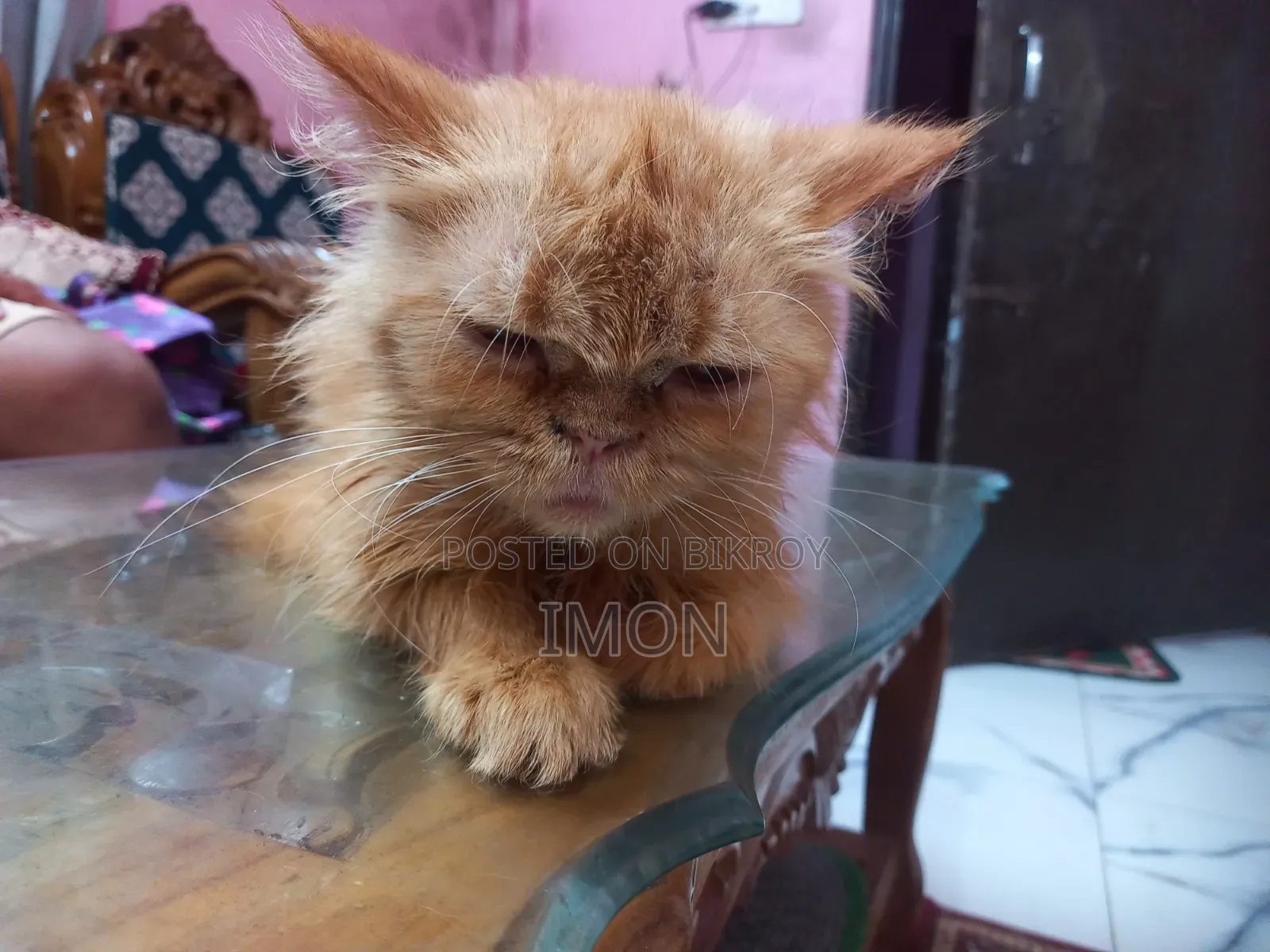 6-12 Months Female Purebred Persian