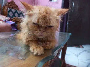 6-12 Months Female Purebred Persian