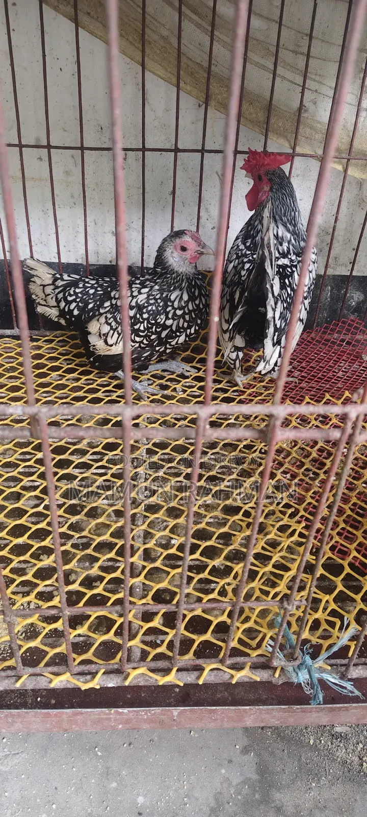 সিলভার সেব্রাইট ডিম