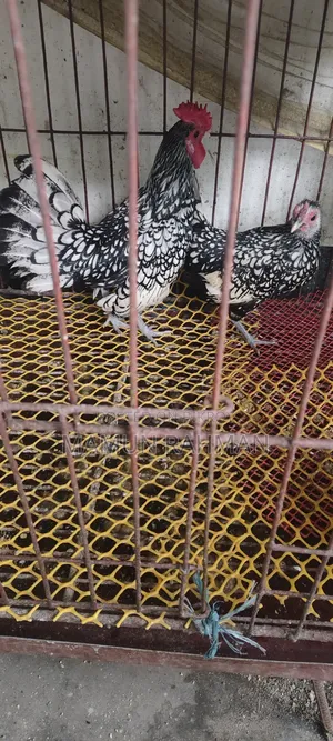সিলভার সেব্রাইট ডিম