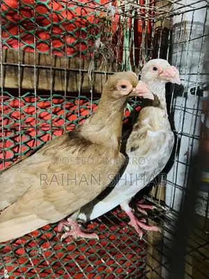 হোমা কবুতর বিক্রি হবে