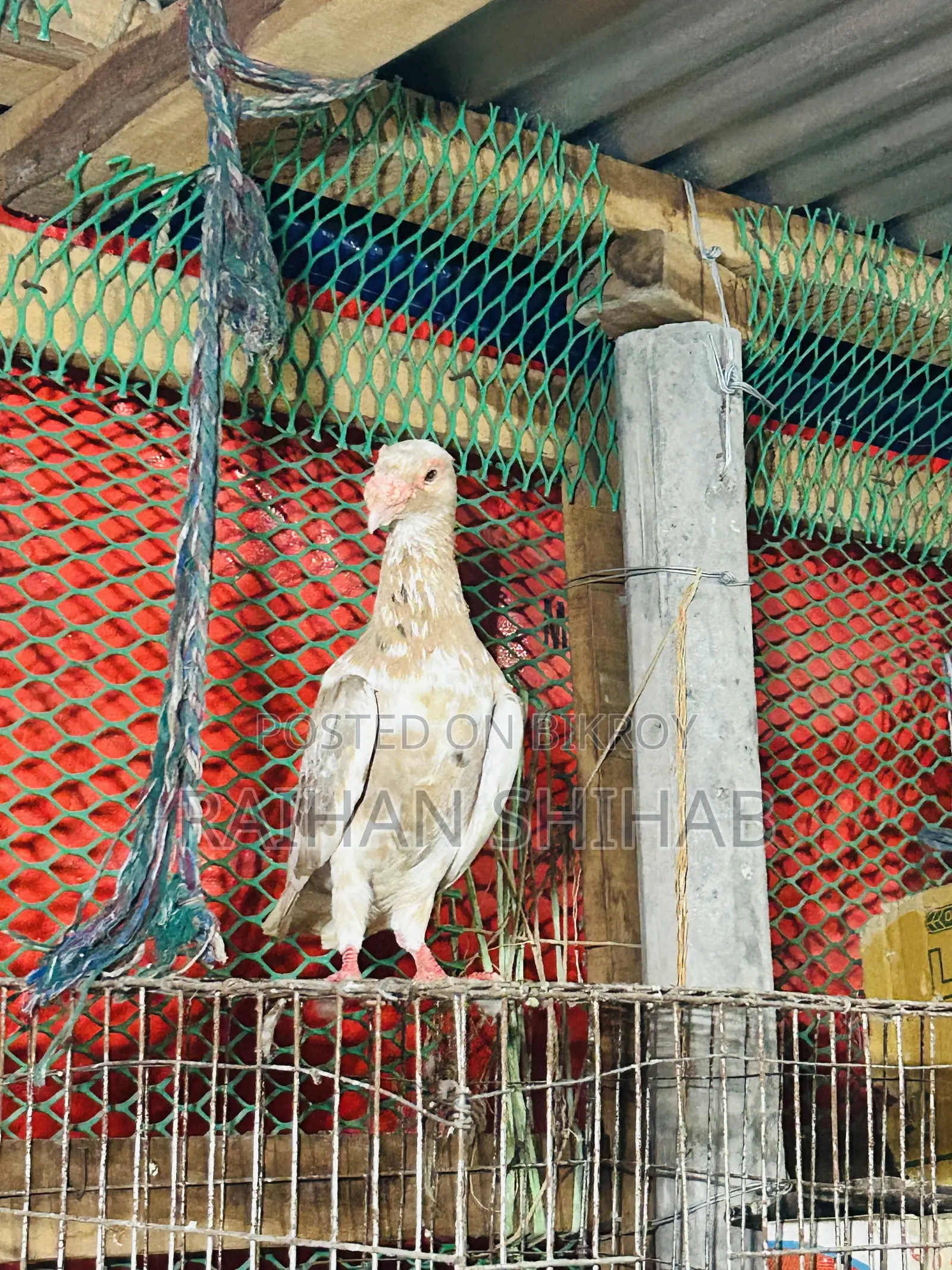 Homa Pigeon for Sale