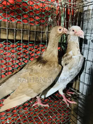 Homa Pigeon for Sale