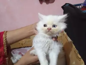 1-3 Months Female Mixed Breed Persian