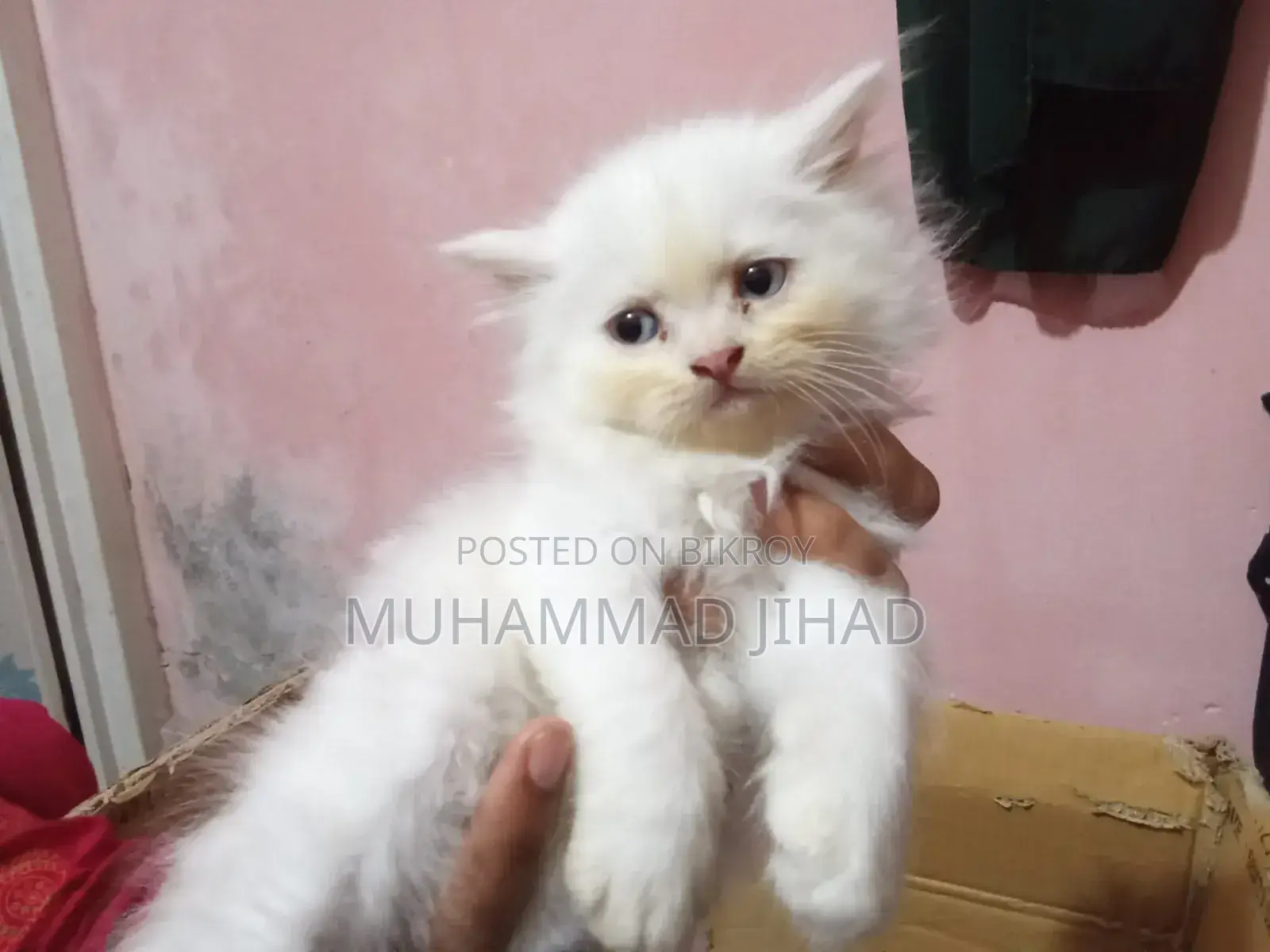 1-3 Months Female Mixed Breed Persian