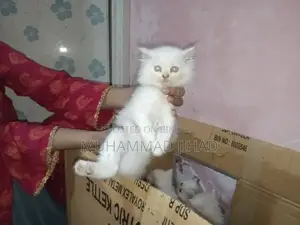 1-3 Months Female Mixed Breed Persian