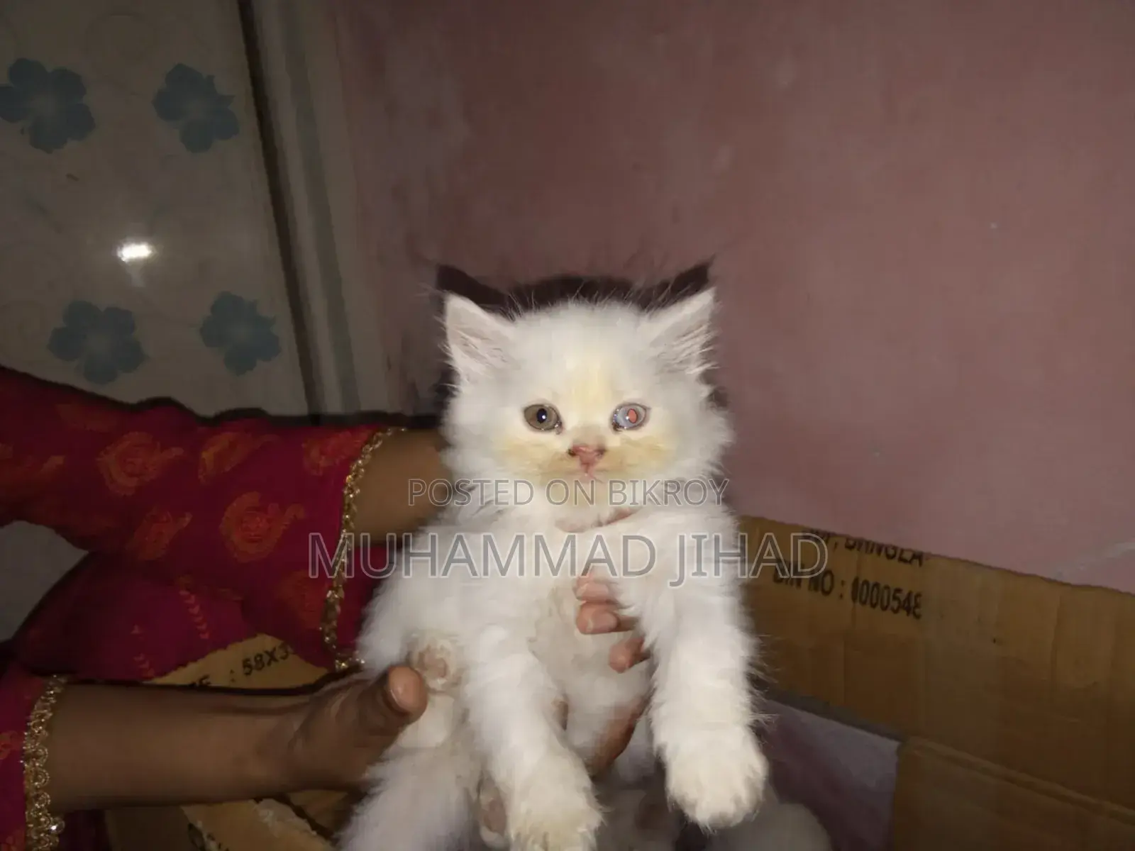 1-3 Months Female Mixed Breed Persian