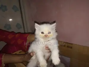 1-3 Months Female Mixed Breed Persian