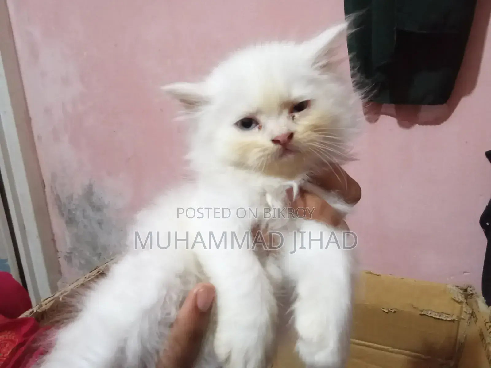 1-3 Months Female Mixed Breed Persian