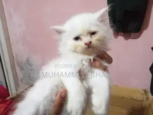 1-3 Months Female Mixed Breed Persian