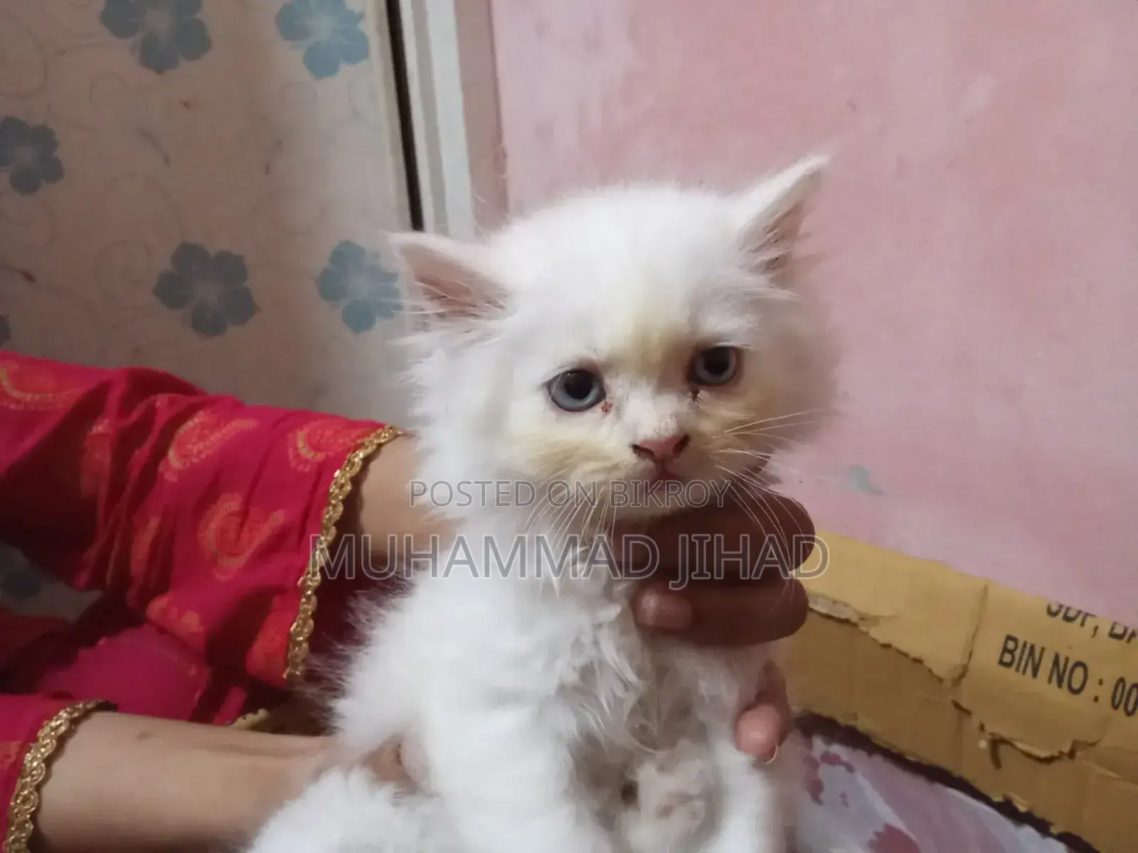 1-3 Months Female Mixed Breed Persian