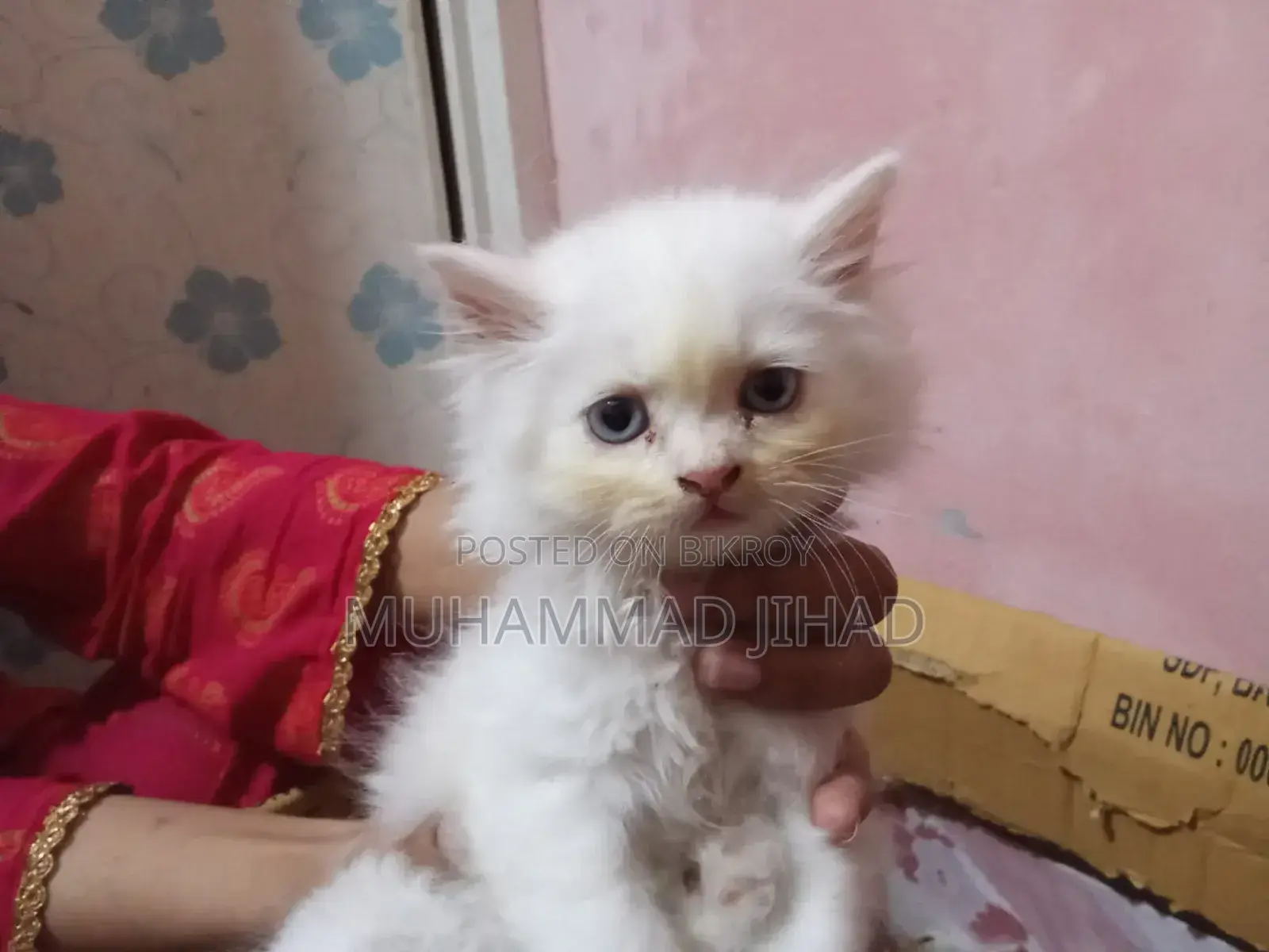 1-3 Months Female Mixed Breed Persian