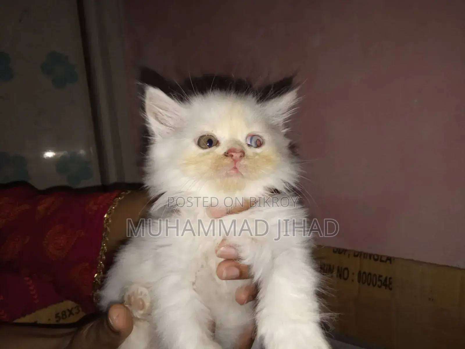 1-3 Months Female Mixed Breed Persian